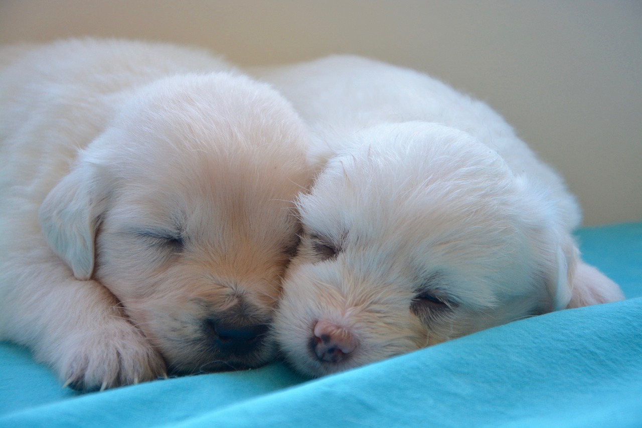 puppies golden retriever cute free photo