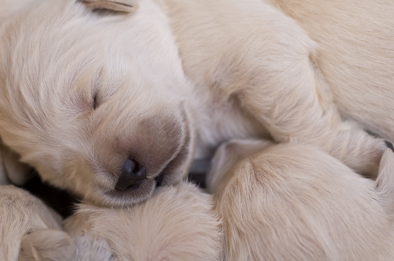 puppies golden retriever free photo