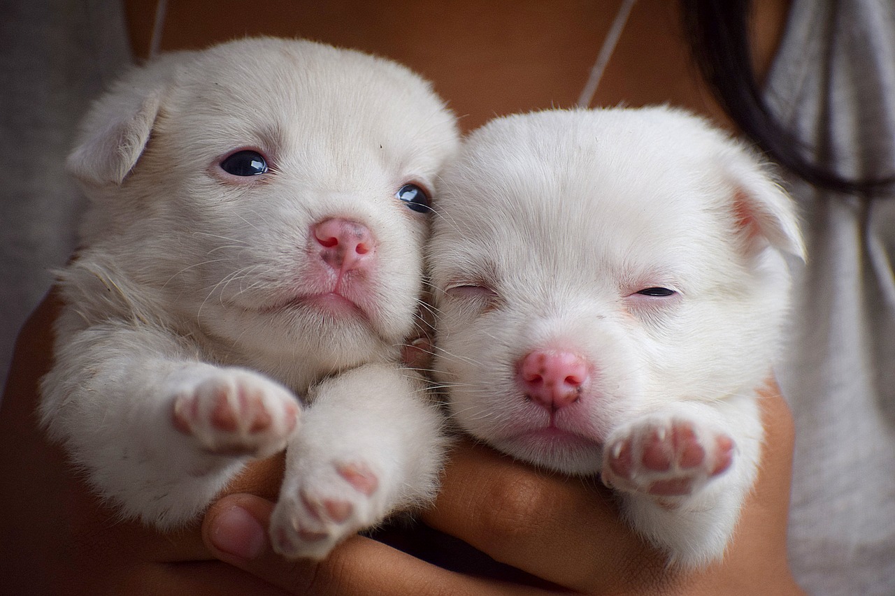 puppies  dog  animal free photo