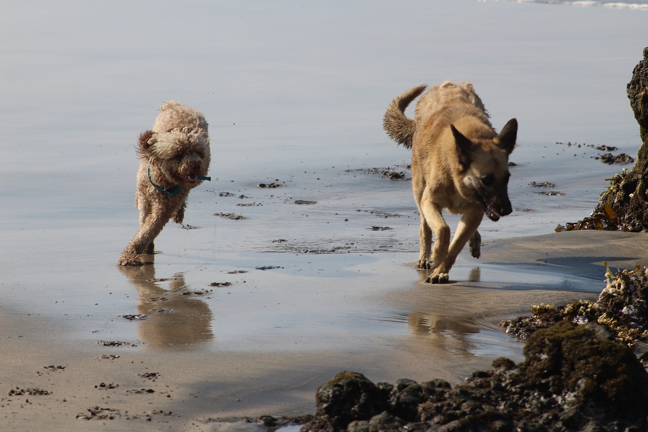 puppies  run  career free photo