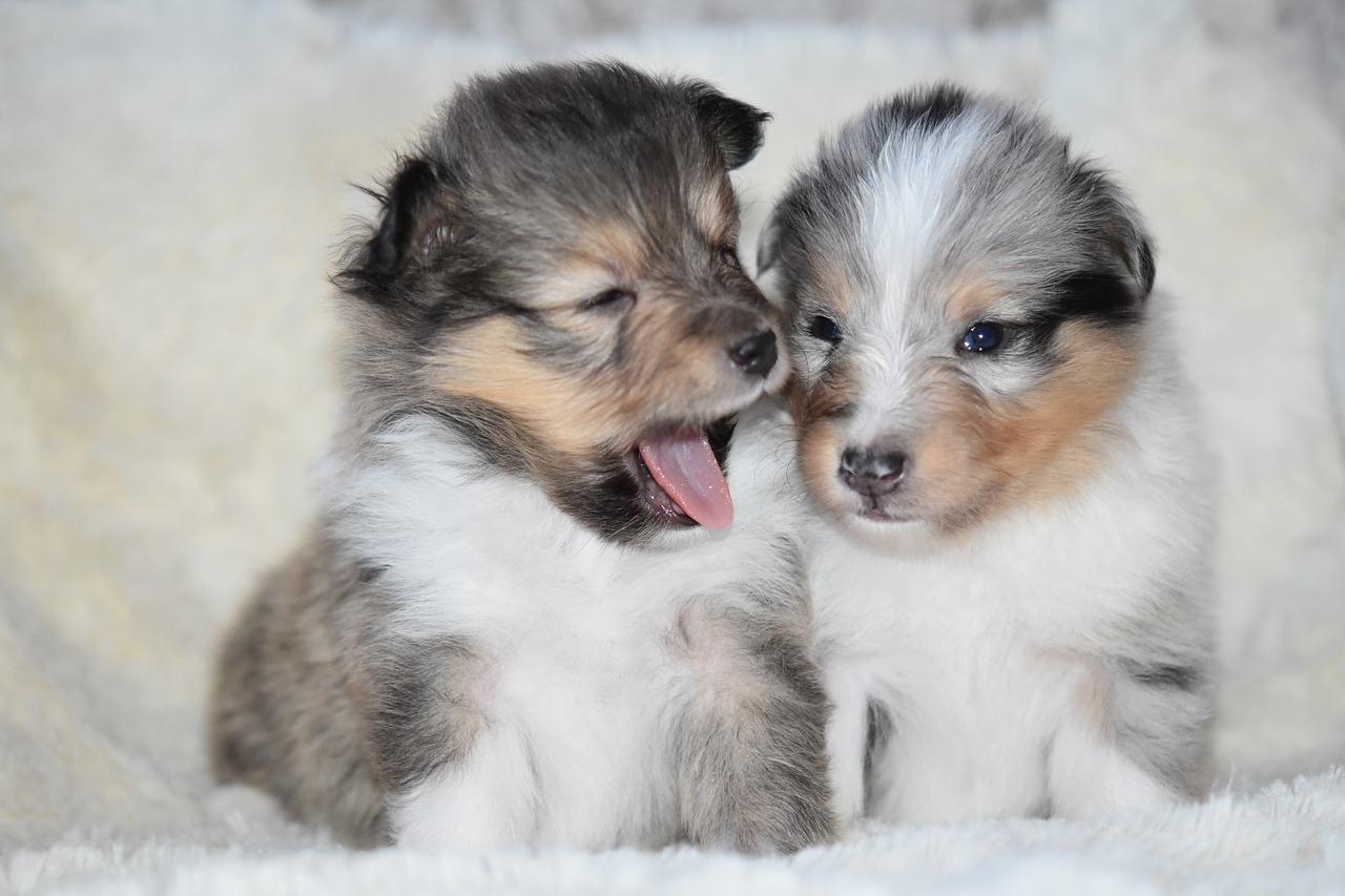 Download free photo of Puppies, puppies shetland sheepdog, pup, animal,  animals - from 