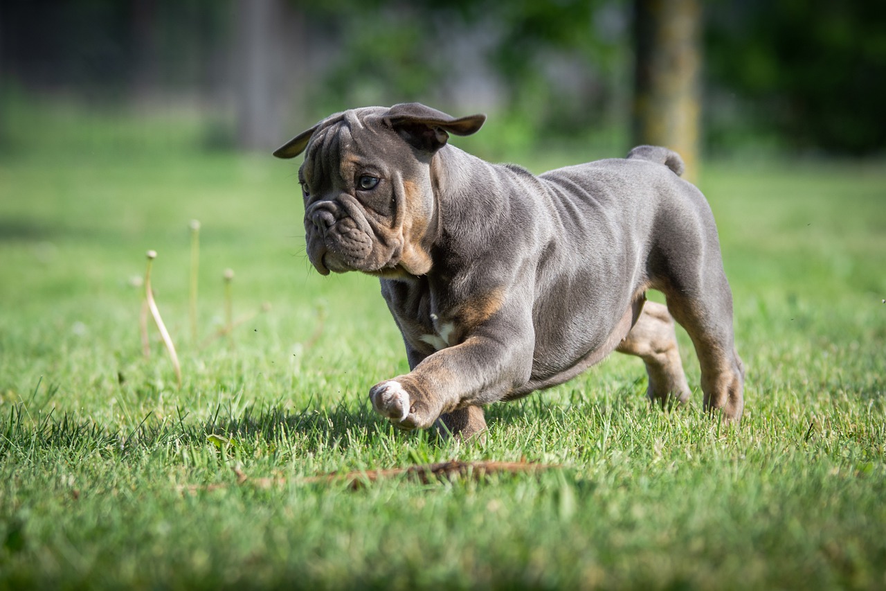 puppies  bulldog  dog free photo