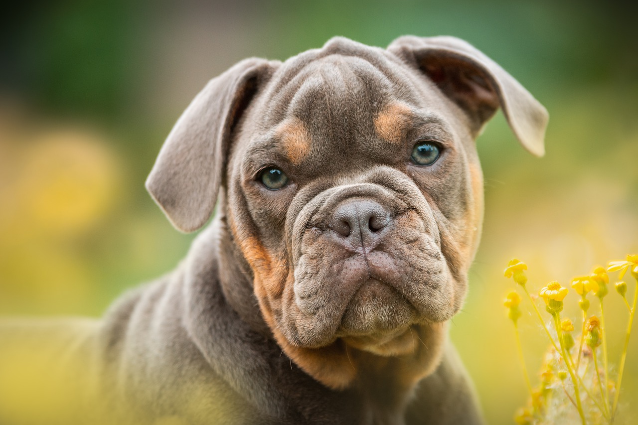 puppies  bulldog  portrait free photo