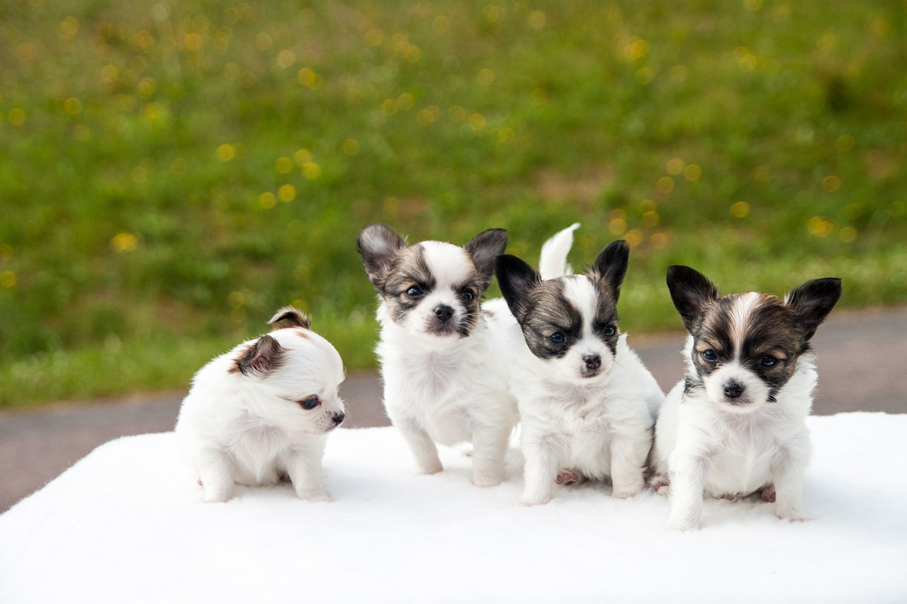 puppies chihuahua animals free photo