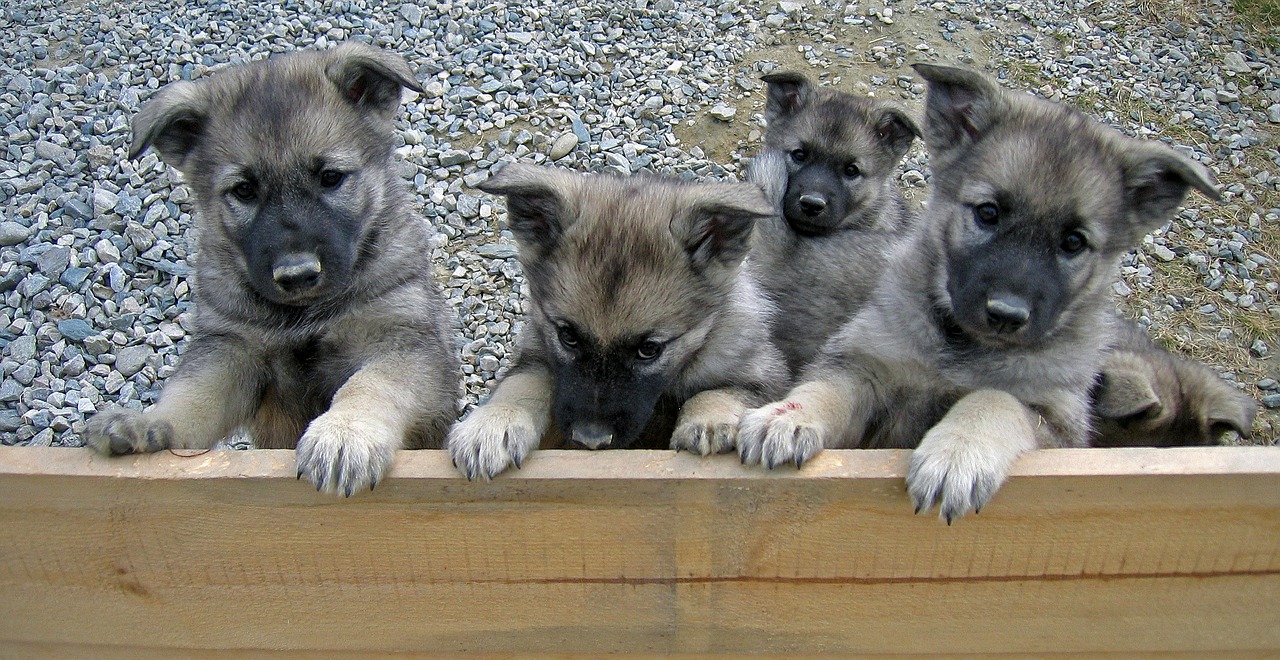 puppies dalsbygda norway free photo