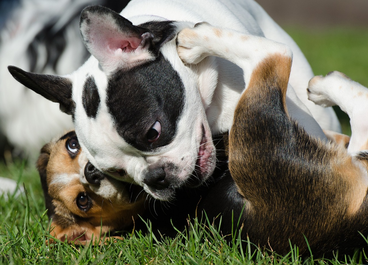 puppies bulldog beagle free photo