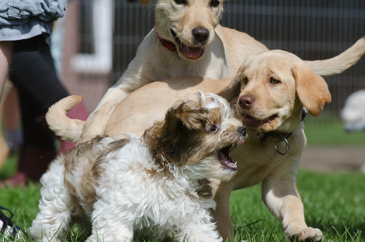 puppies hybrid labrador free photo