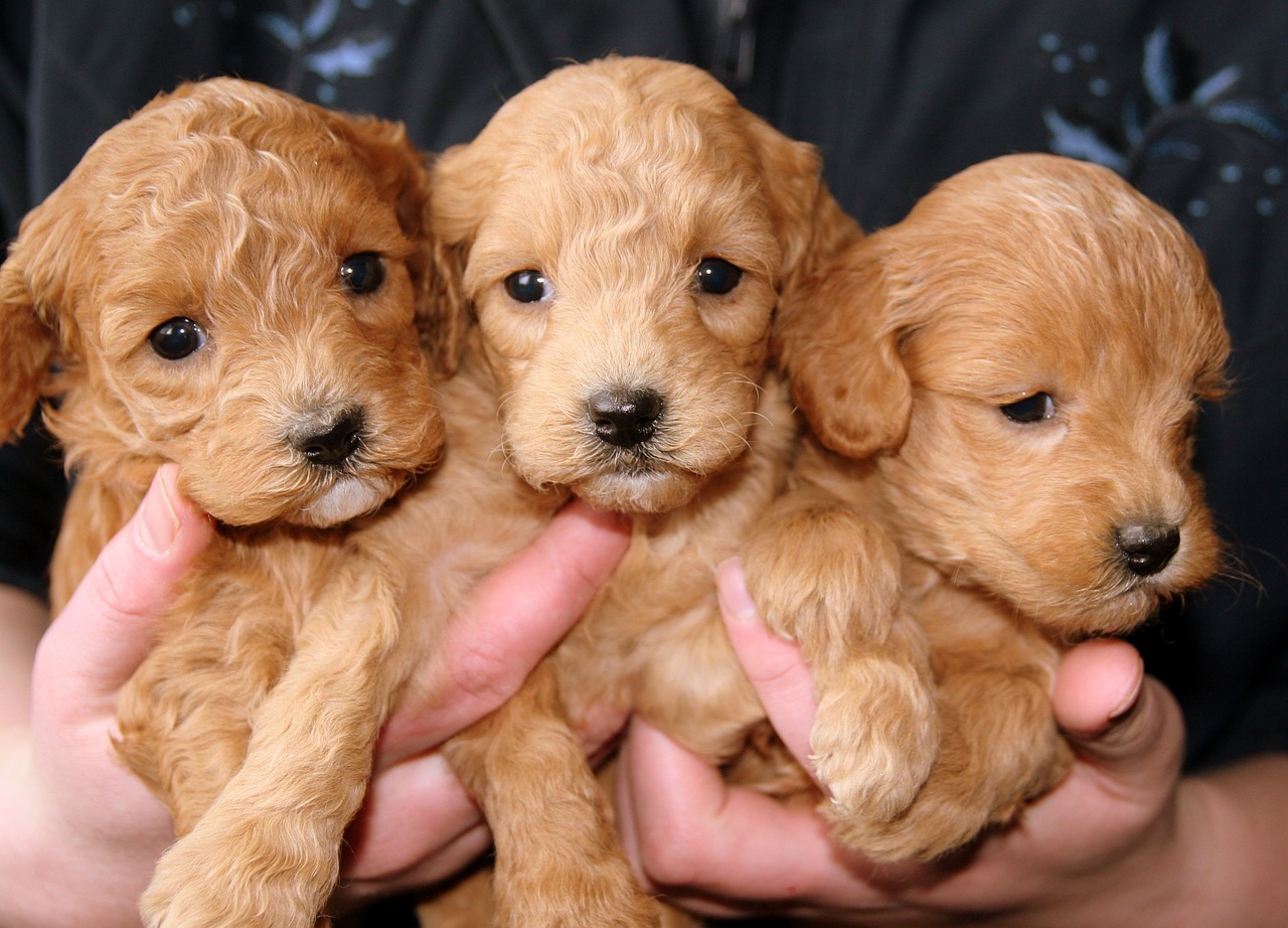 puppies golden doggies free photo