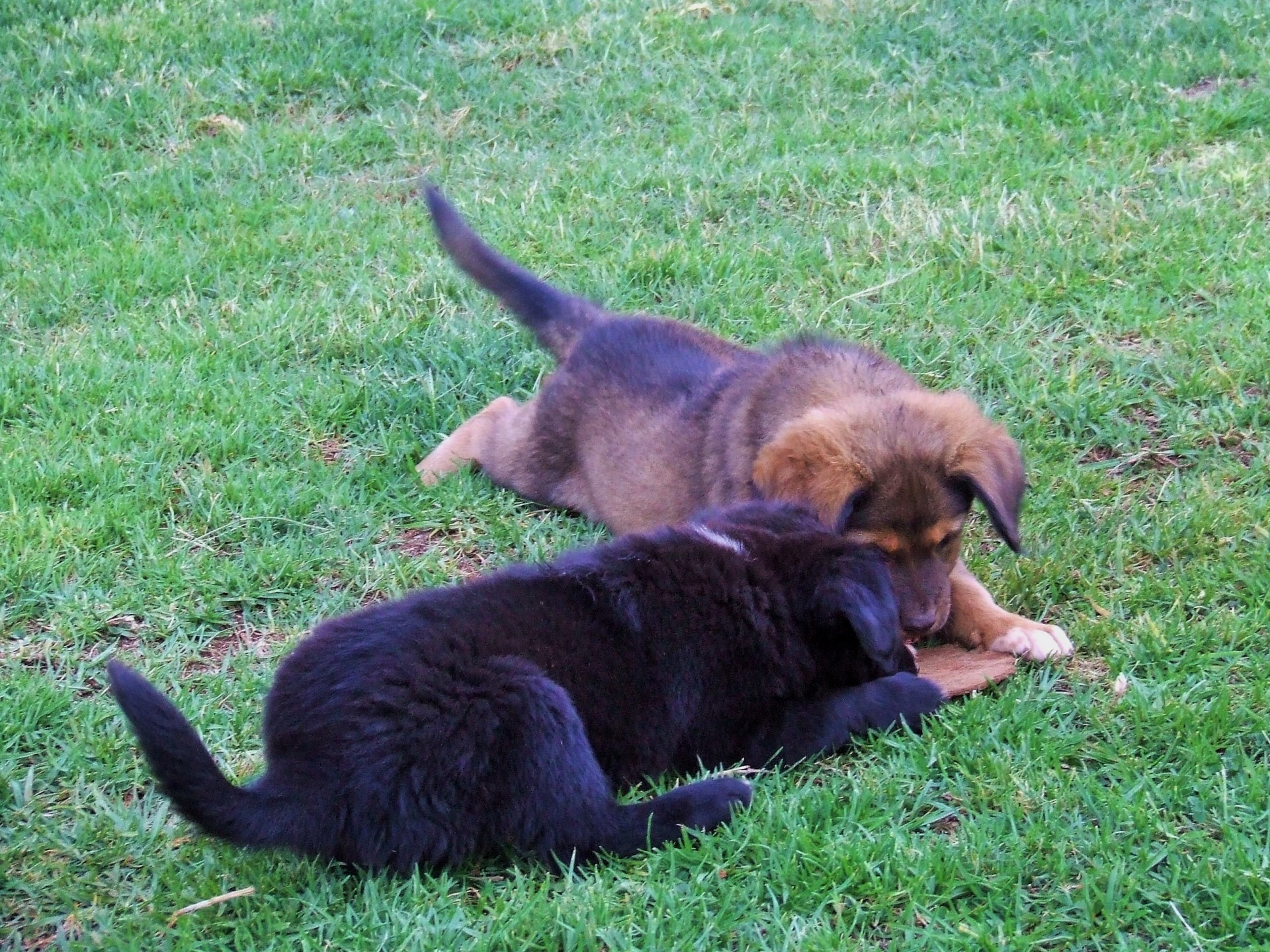 dogs puppies brown free photo