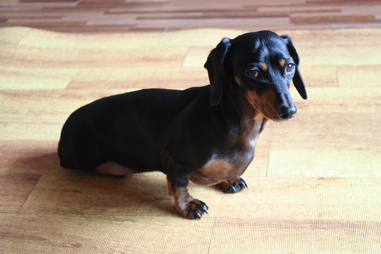 puppy dachshund pet dogs free photo