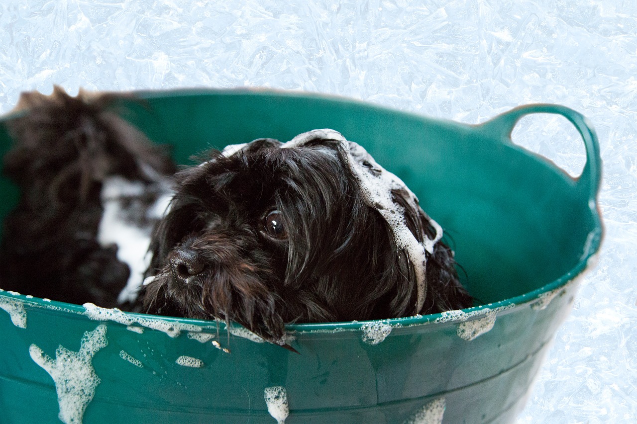 Puppy,bath,foam,dog,shampoo - free image from needpix.com