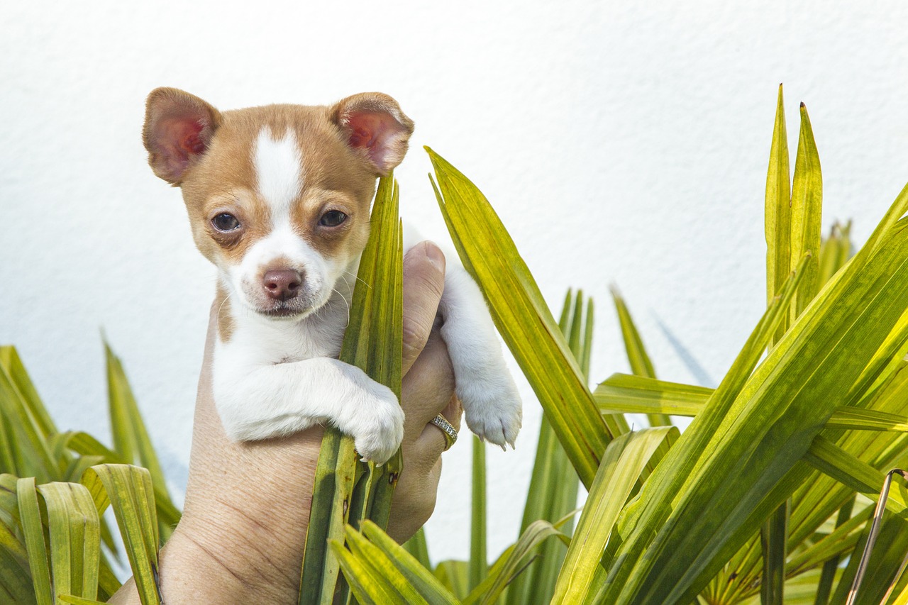 puppy chihuahua animals free photo