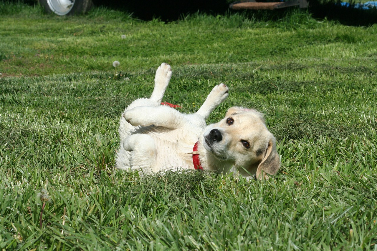 puppy jack russel dog free photo