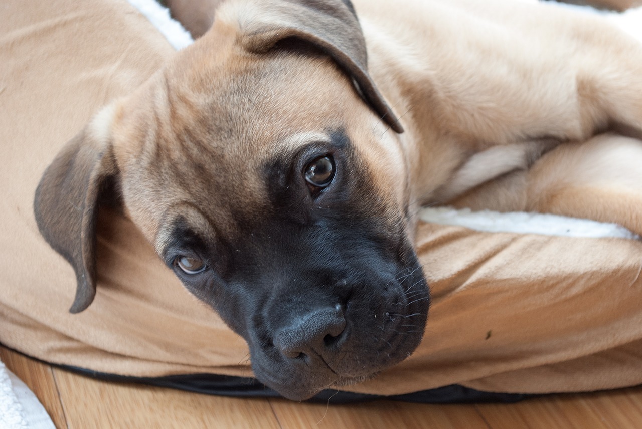 puppy dog mastiff free photo