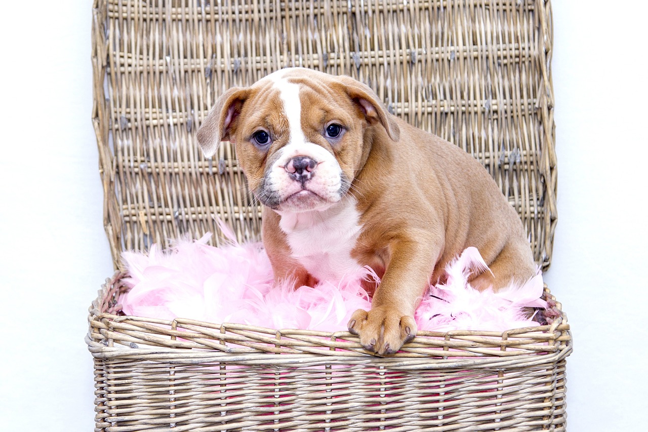 puppy bulldog dog free photo