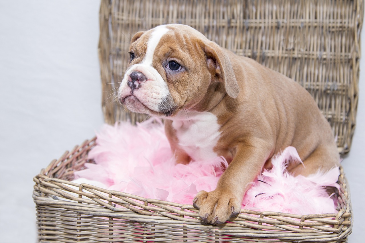 puppy bulldog dog free photo