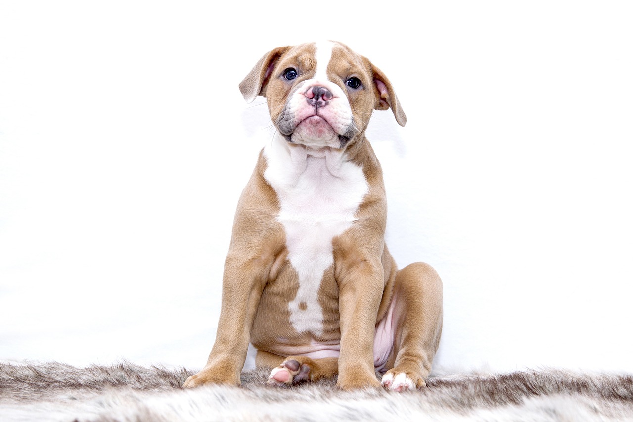 puppy bulldog dog free photo