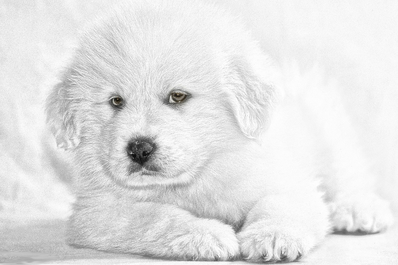 puppy dog dreamy style free photo