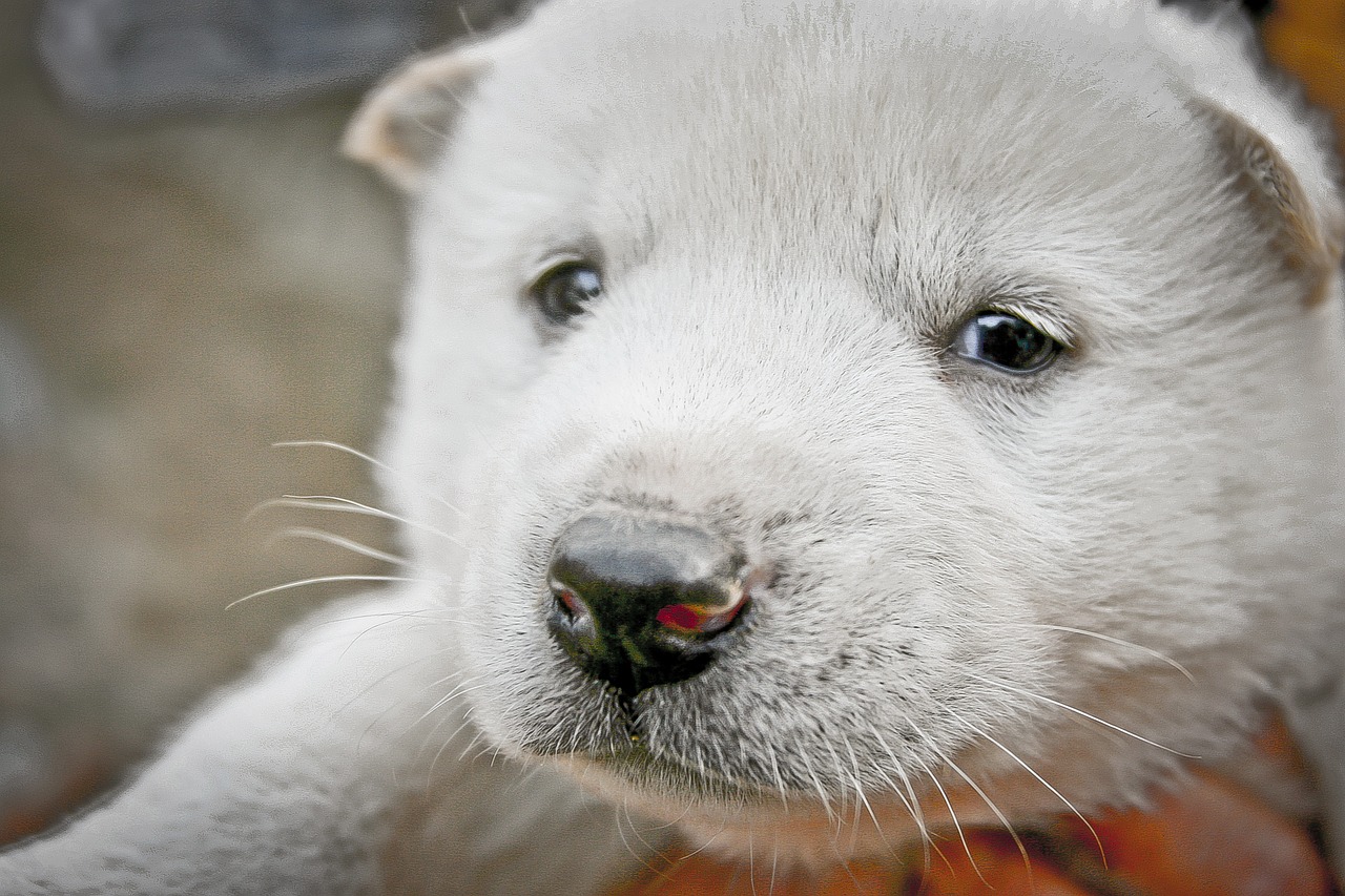 puppy country dog korean jindo dog free photo