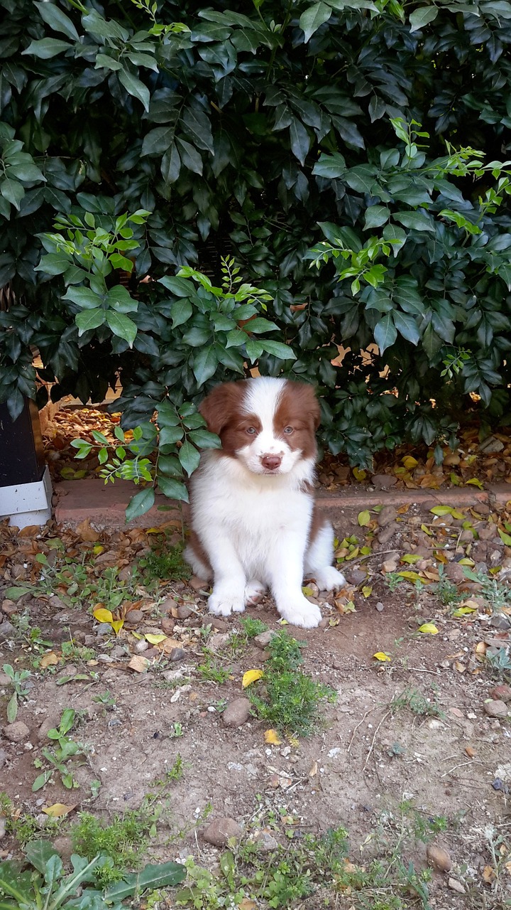 puppy border collie border free photo