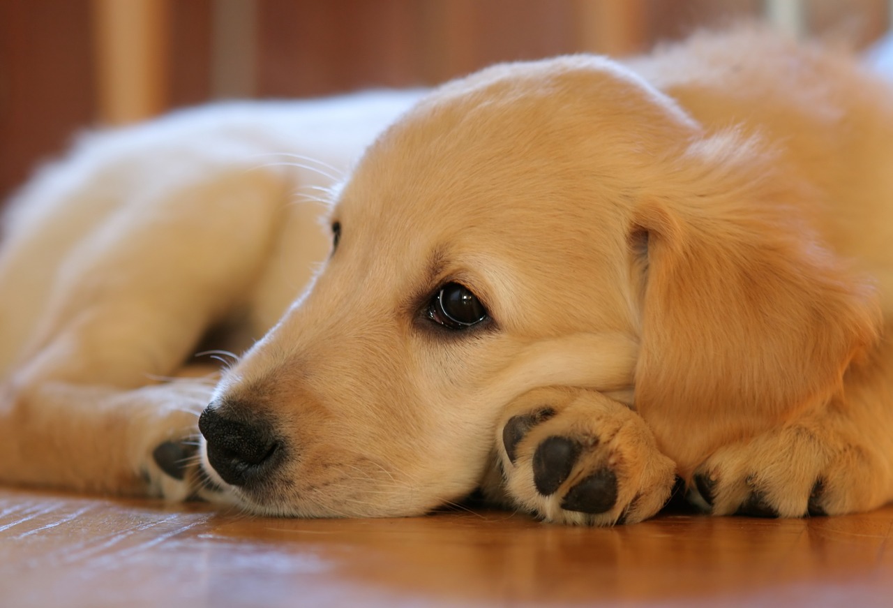 puppy dog golden retriever free photo