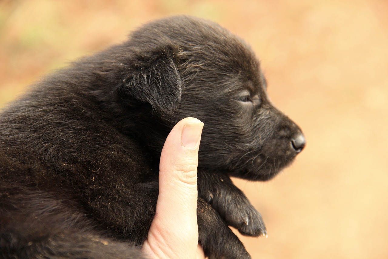 labrador puppy black free photo