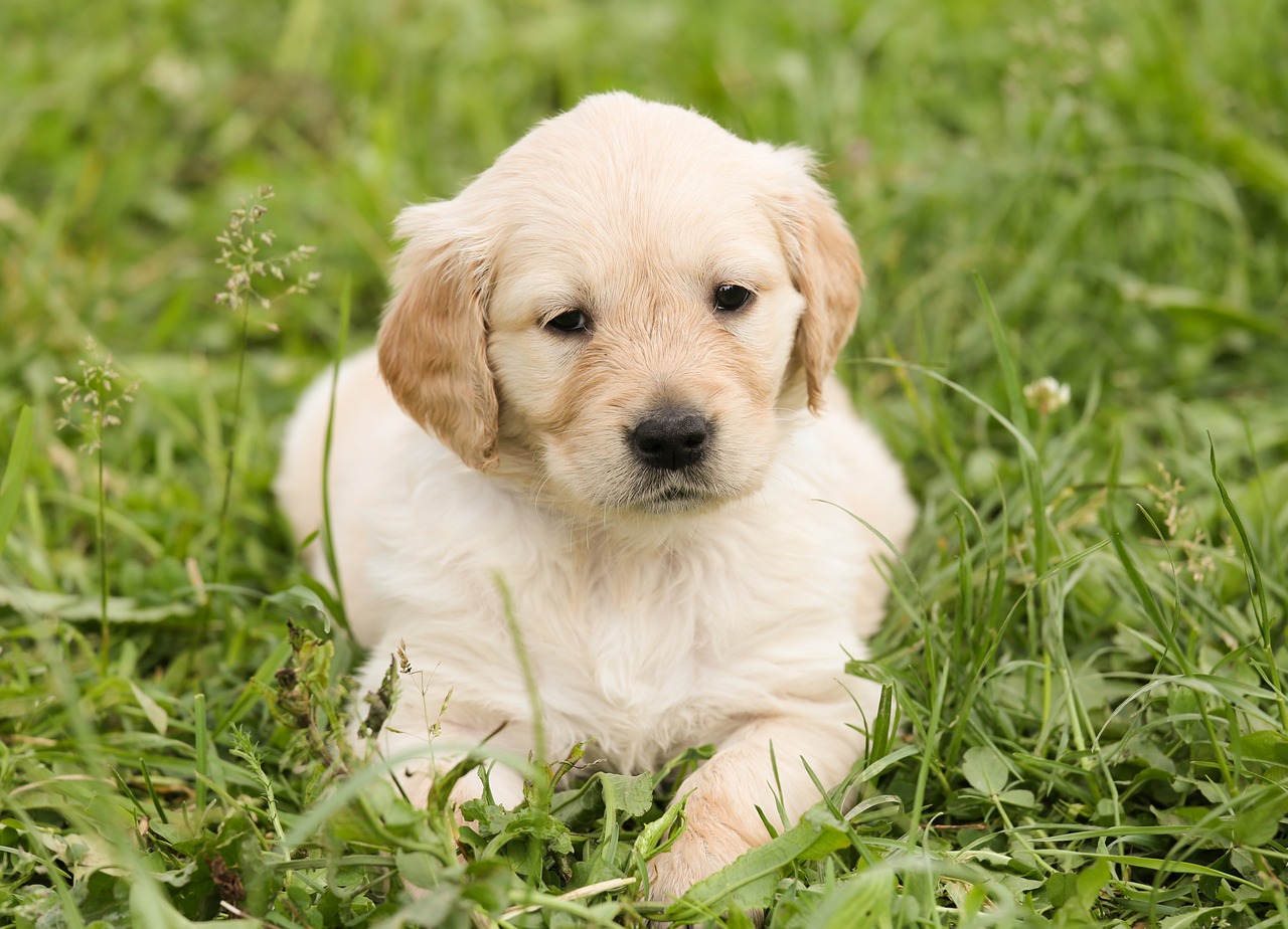 puppy dog golden retriever free photo