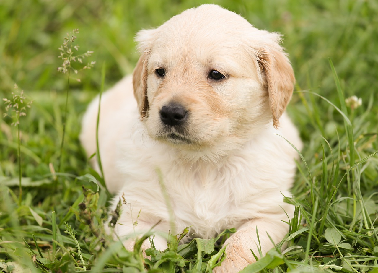 puppy golden retriever dog free photo