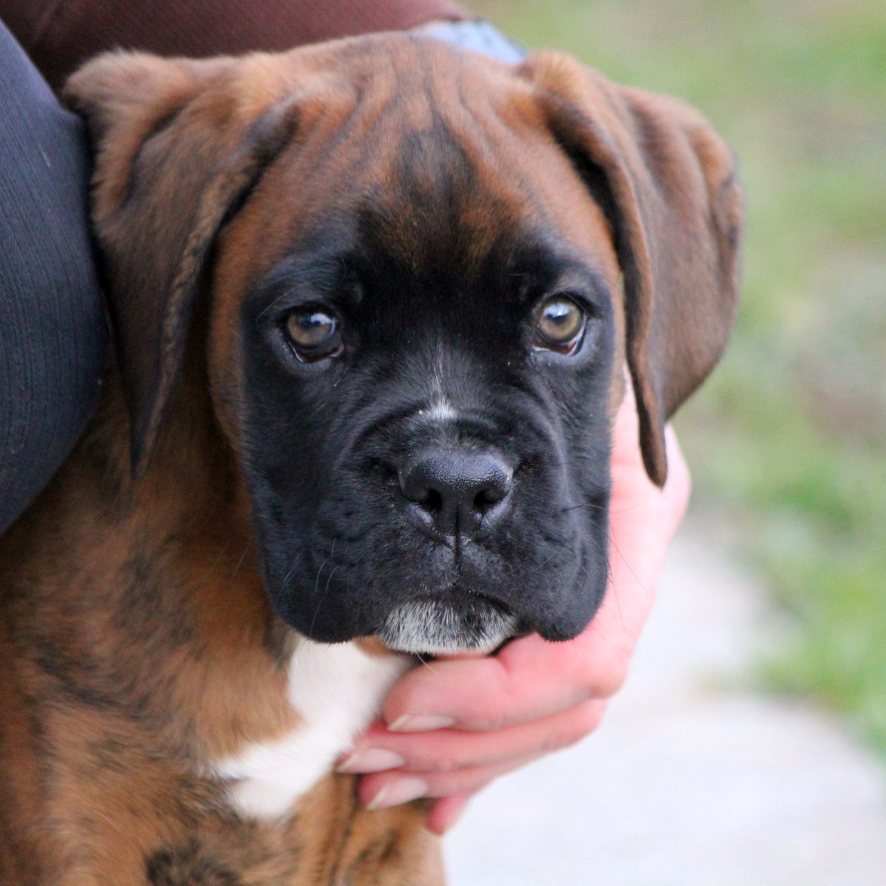 puppy love for animals guard dog free photo