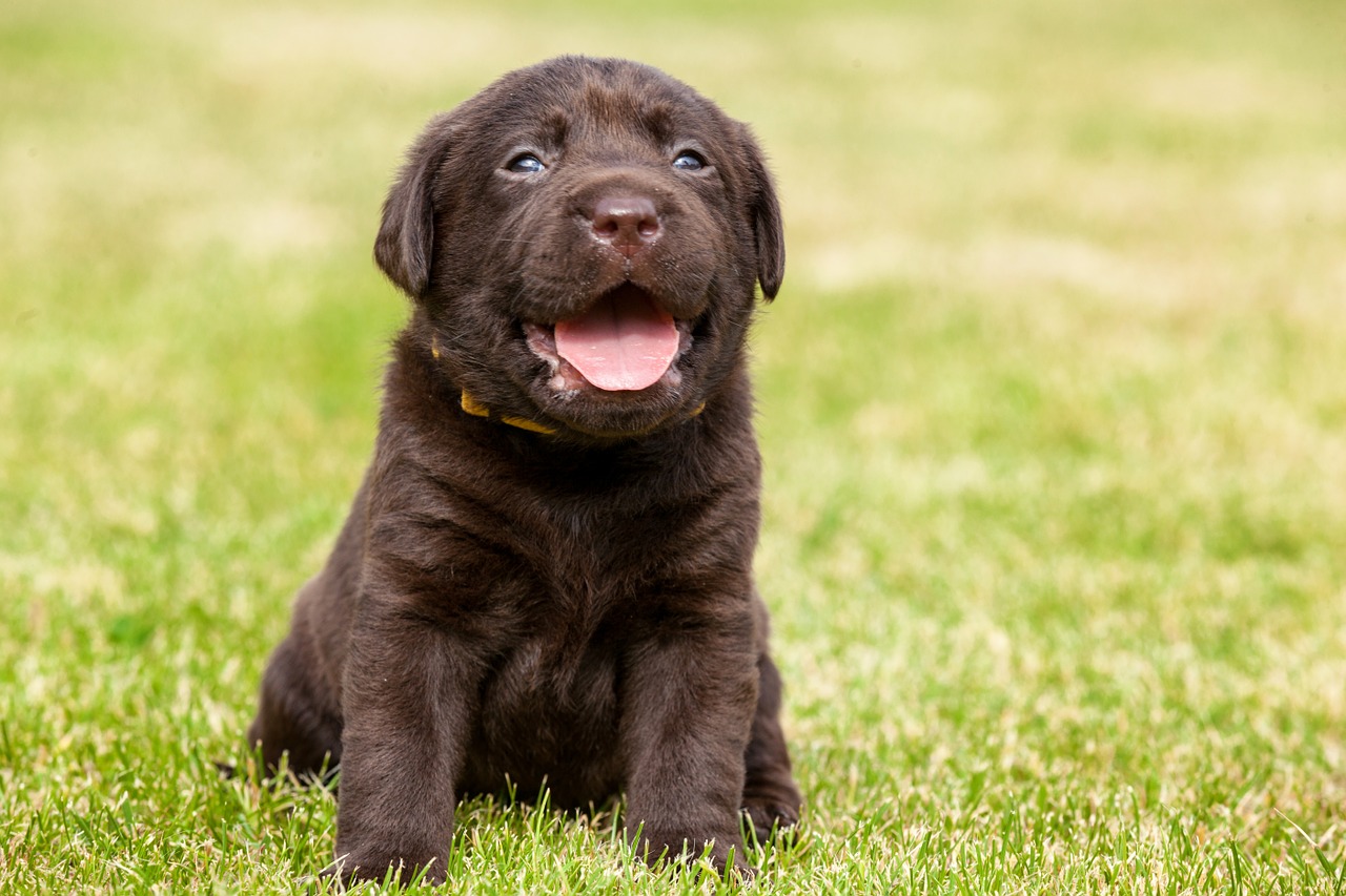 puppy grass garden free photo