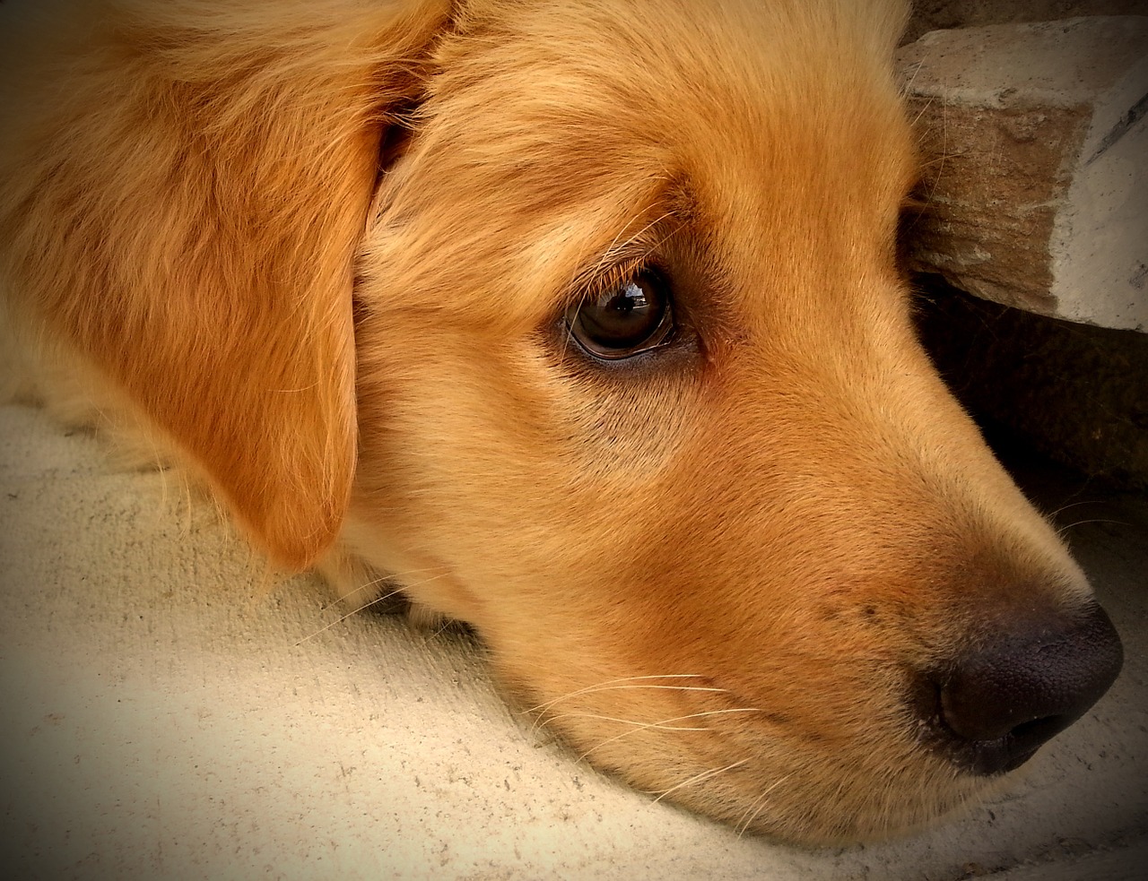 puppy golden retriever dog free photo
