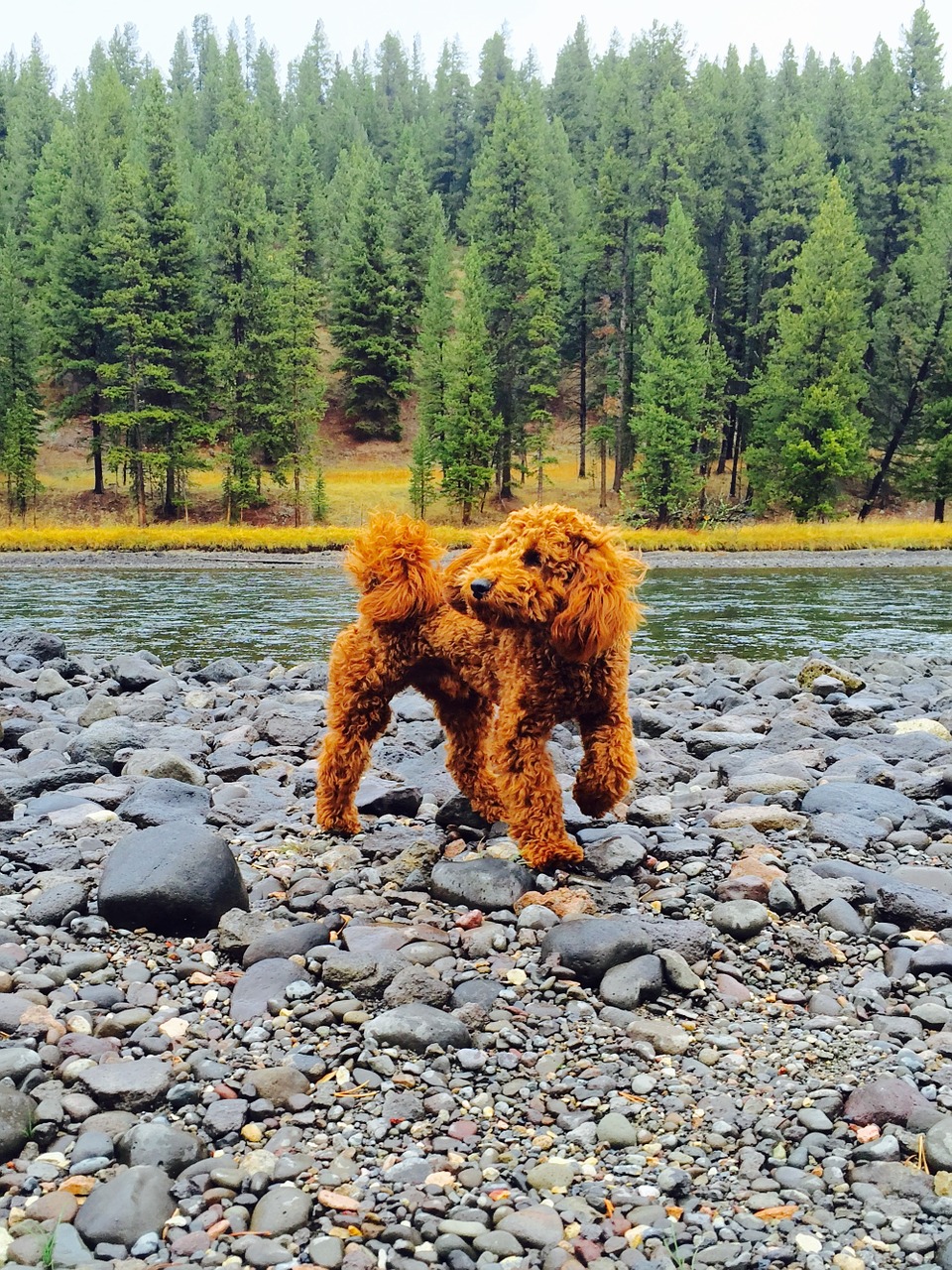 puppy poodle goldendoodle free photo