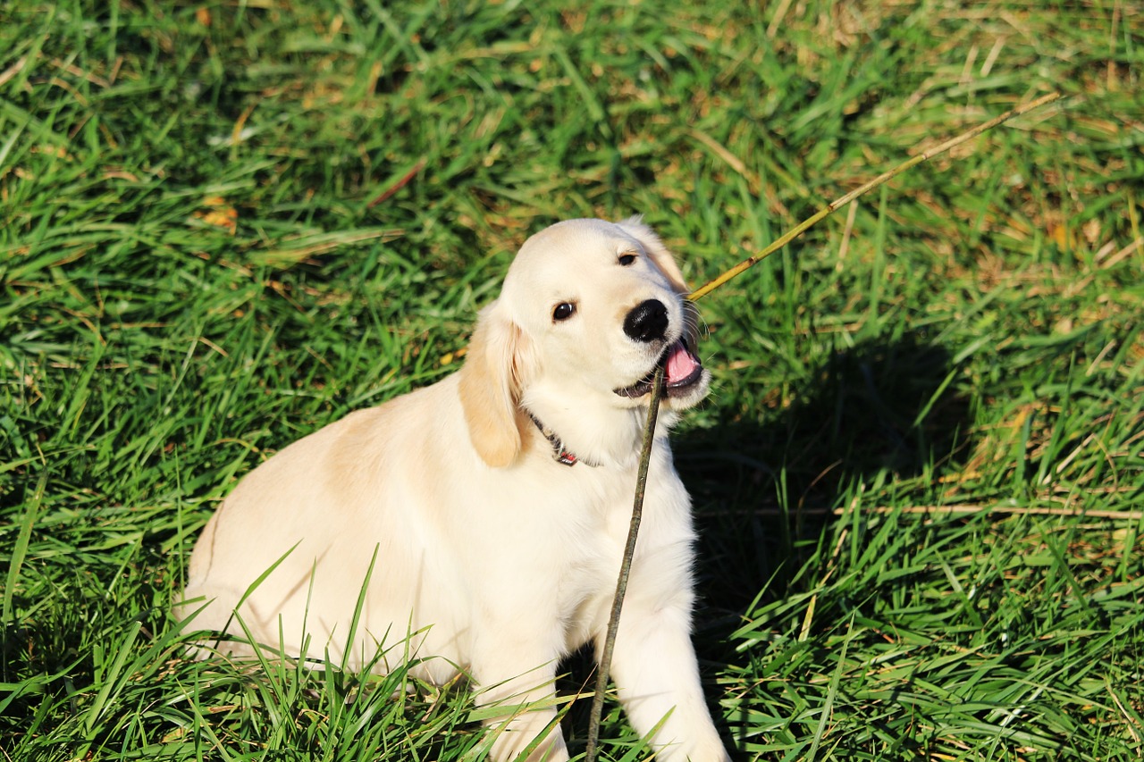 puppy golden retriever sand free photo