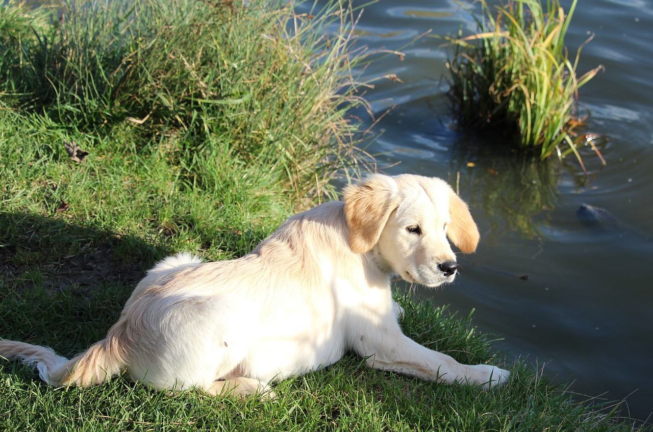 puppy golden retriever sand free photo