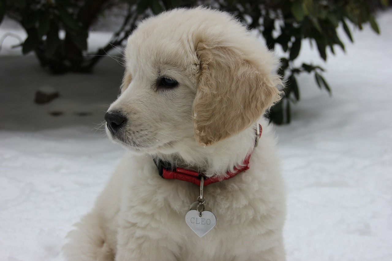 puppy tatra sheepdog dog free photo