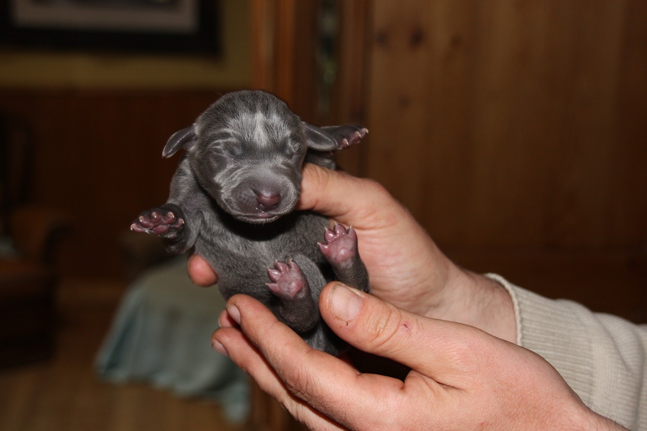 puppy weimaraner 5-day free photo