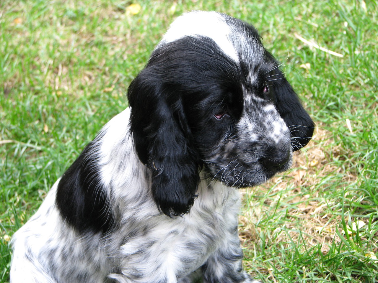 puppy cocker spaniel dog free photo