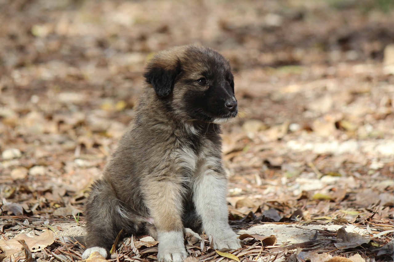 puppy black dog nature free photo