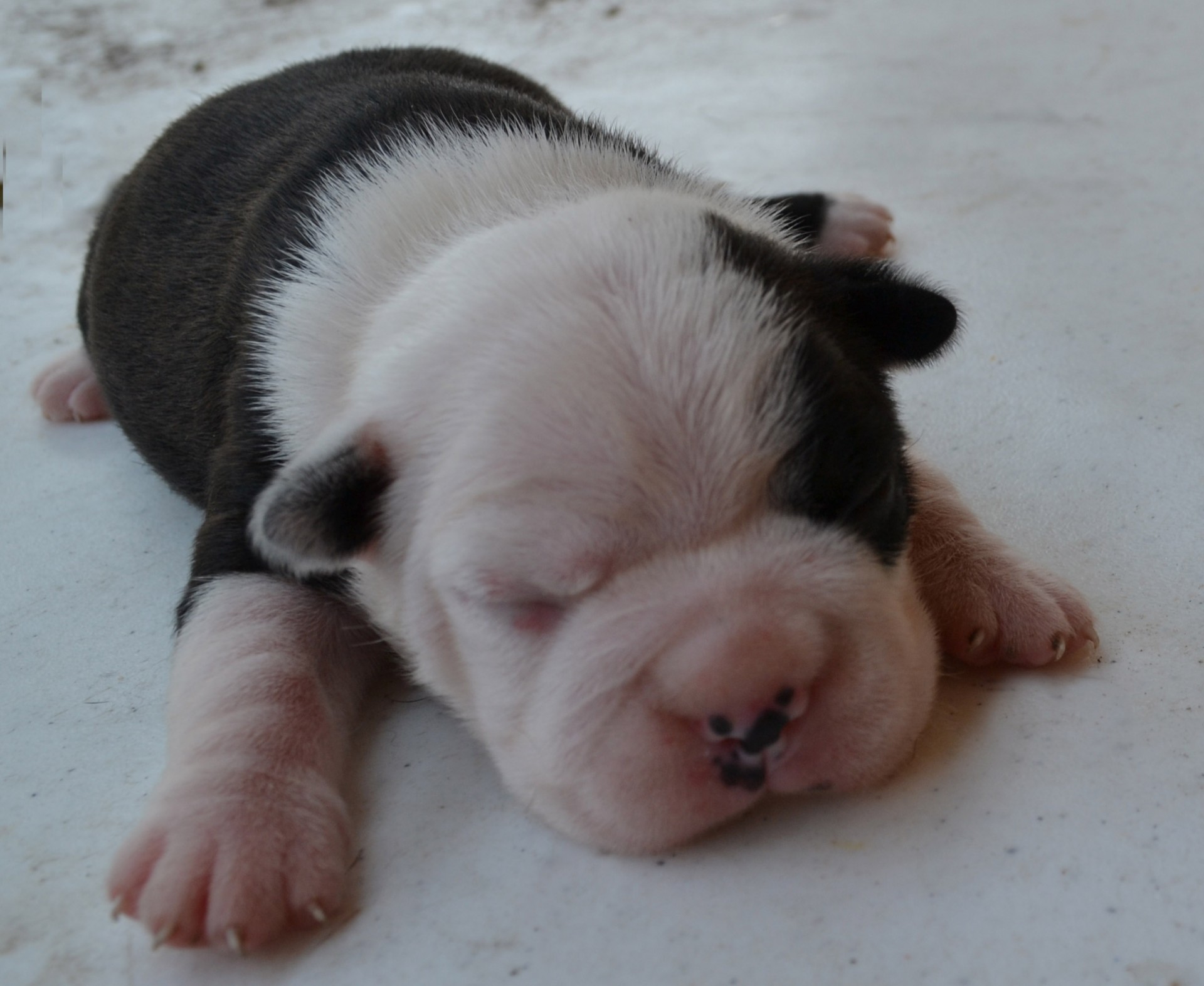 dog boston terrier puppy free photo