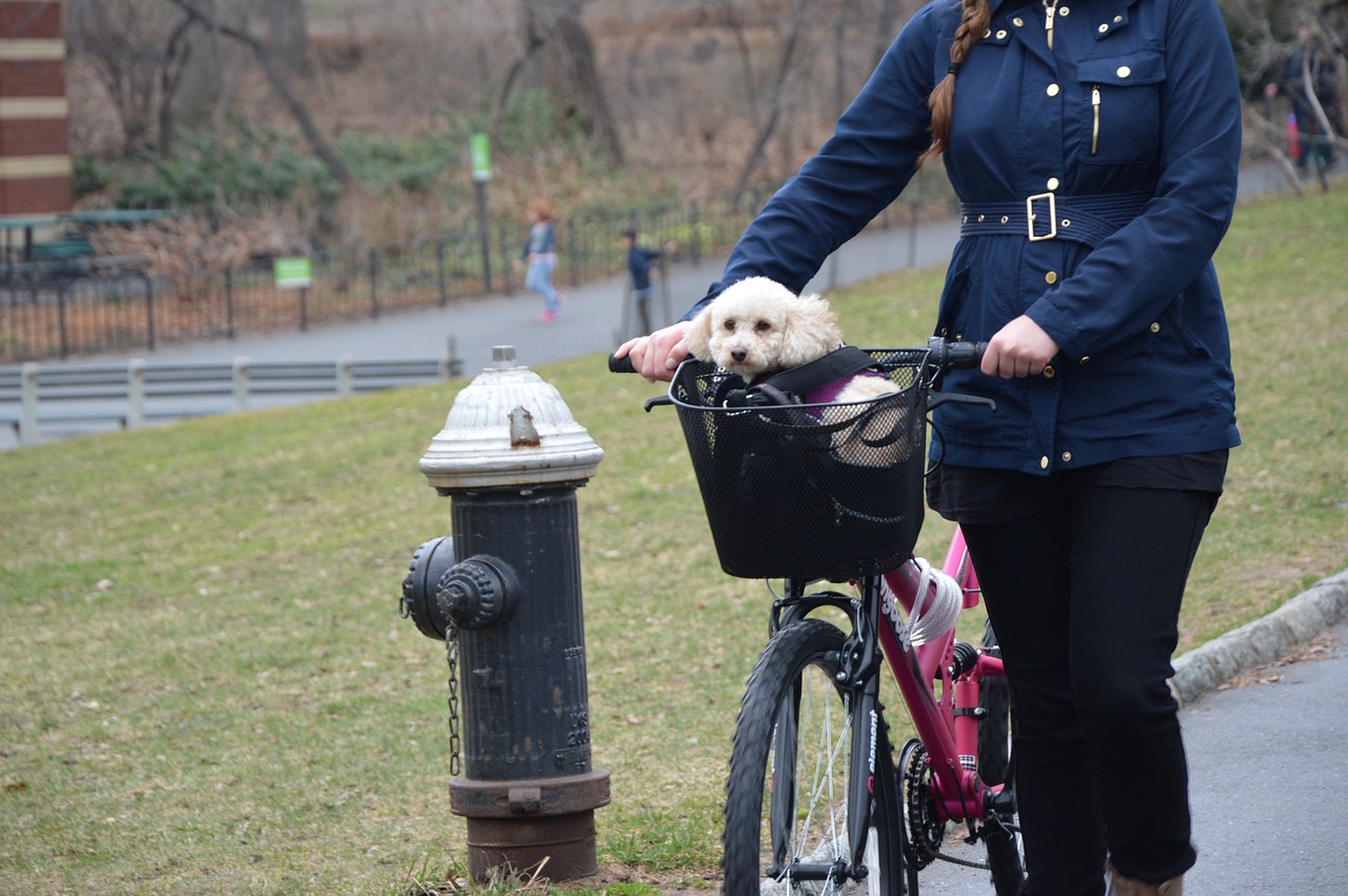 puppy dog bike free photo