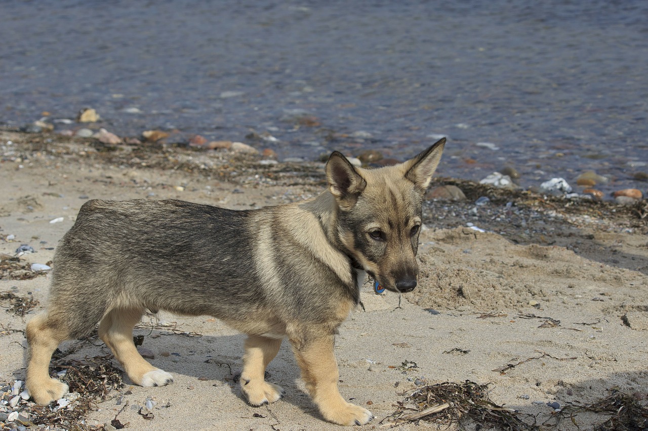 puppy beach sand free photo