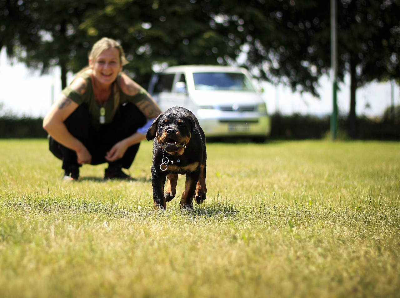 puppy rottweiler dog free photo