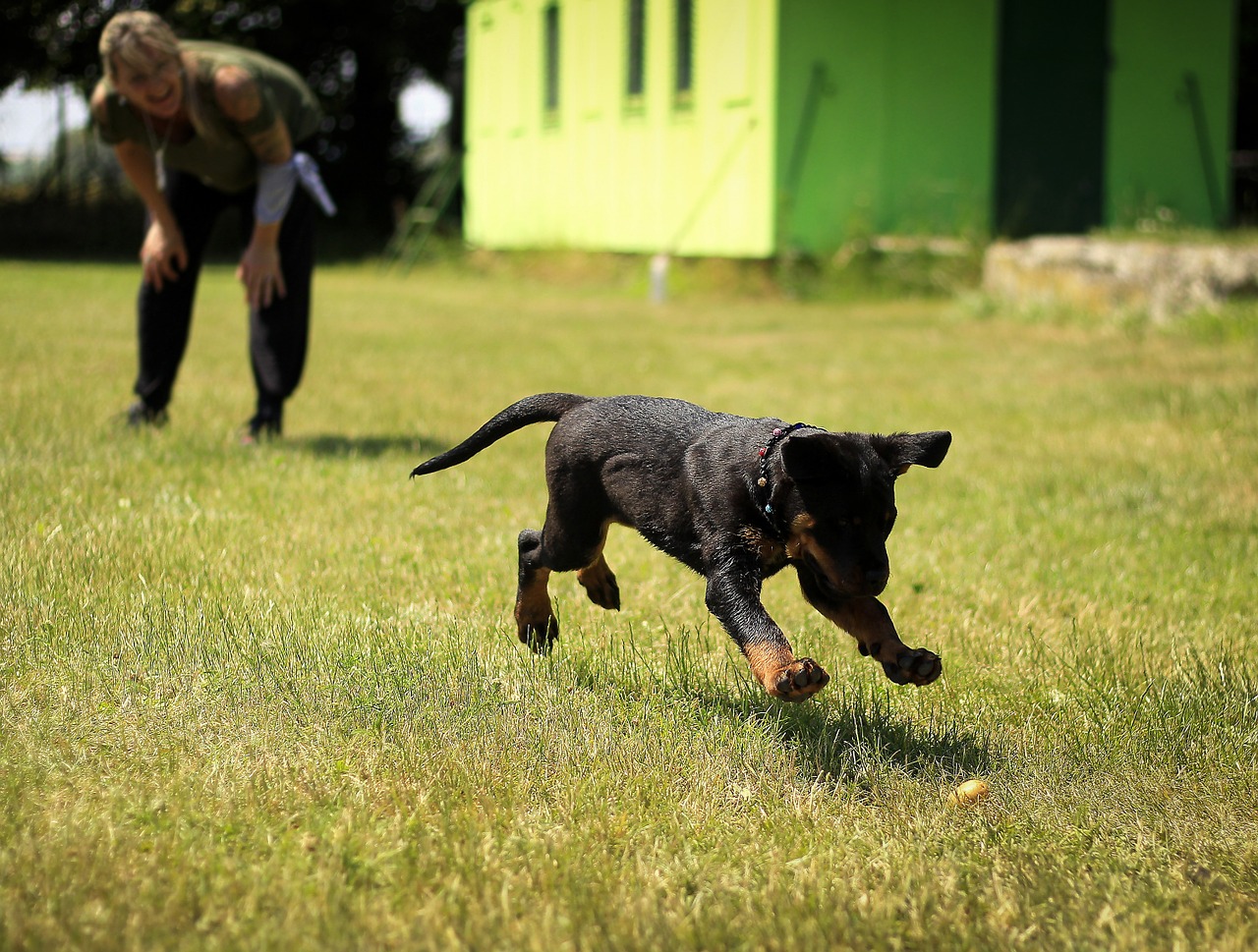 puppy rottweiler dog free photo