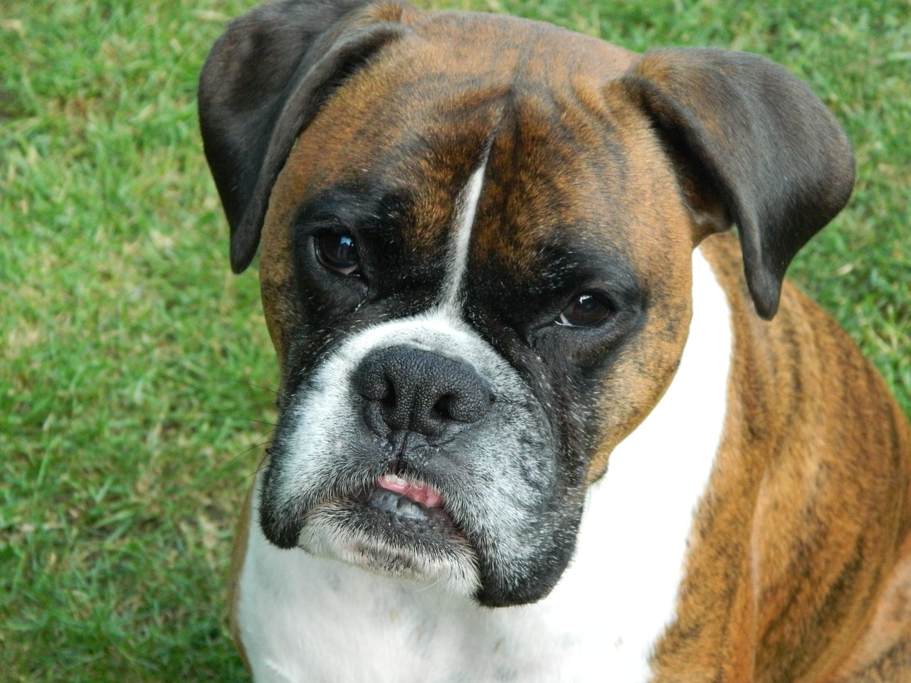 puppy boxer dog free photo