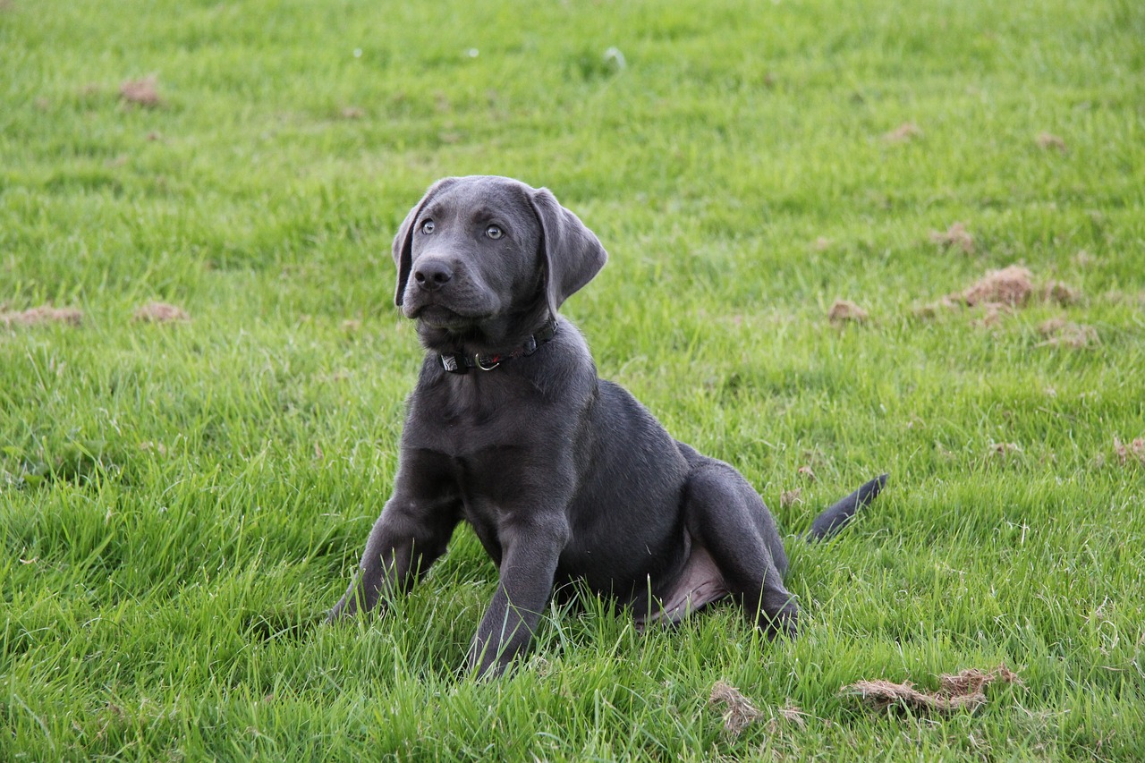 puppy dog labrador free photo