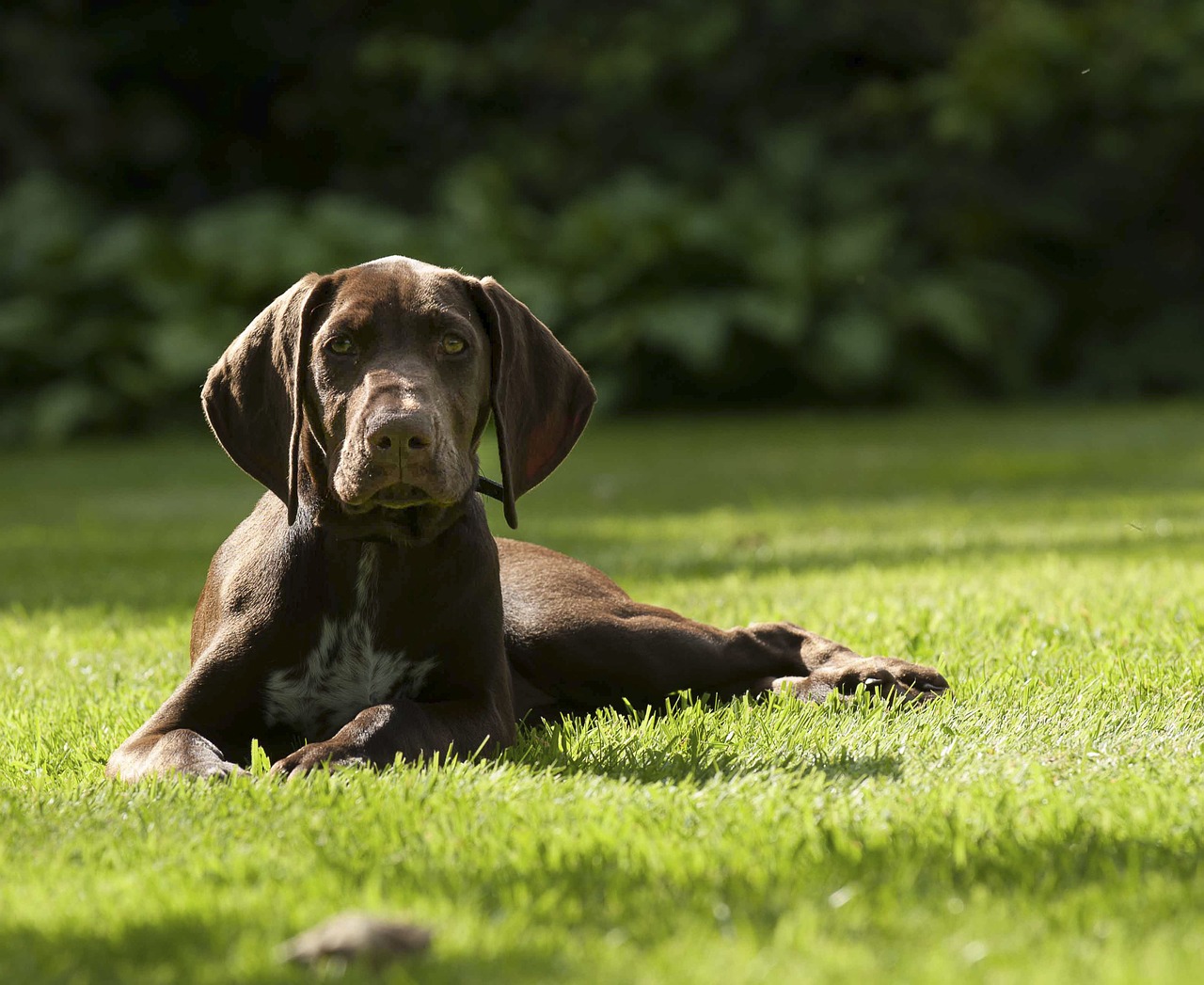 puppy german pointer pet free photo