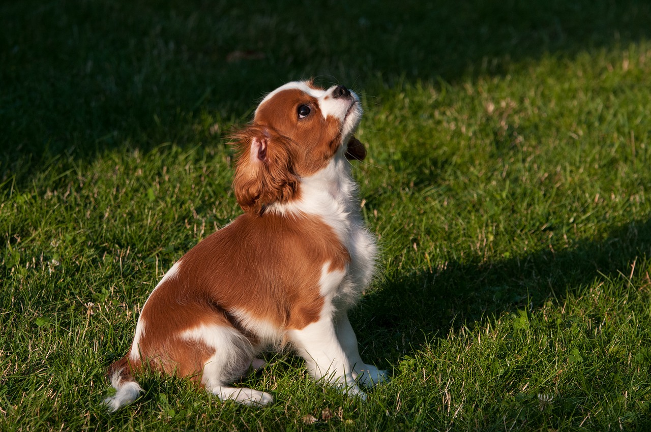 dog puppy light free photo