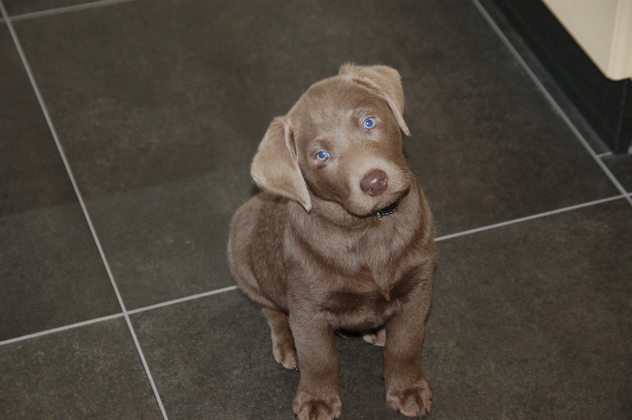 weimaraner puppy pet free photo