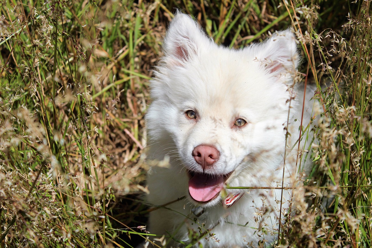 puppy spring happy free photo