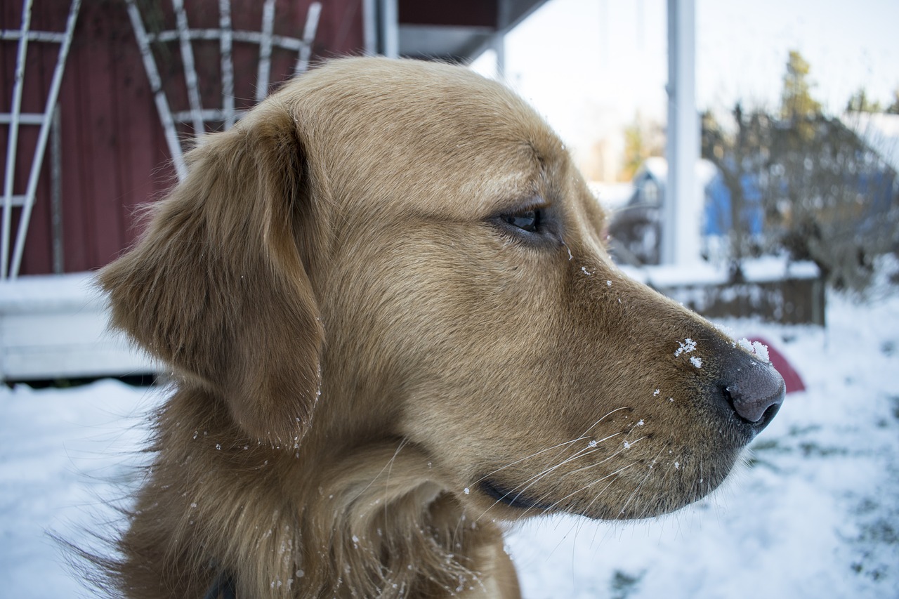 puppy frozen cold free photo